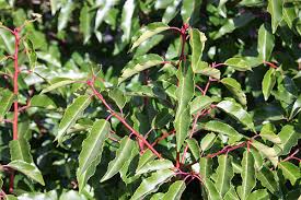 Portugese Laurel 140mm