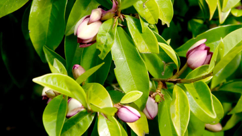 Port Wine (michelia Figo) 18lt