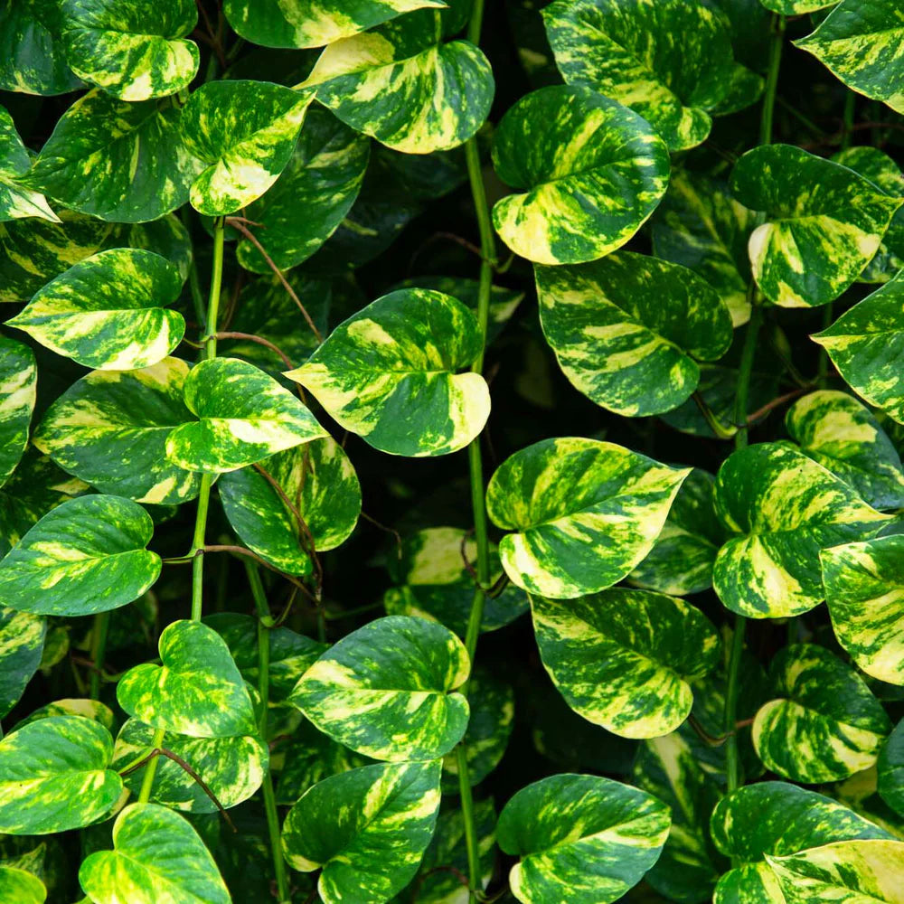 Pothos Satin Exotica