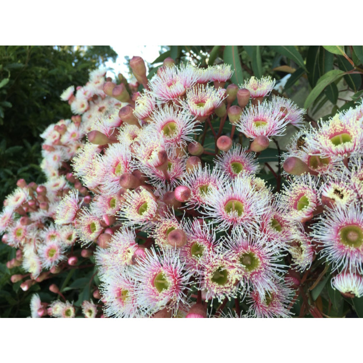 Corymbia Ficifolia Precious Pearl 50lt