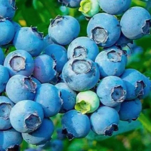 Blueberry Premiere 180ml