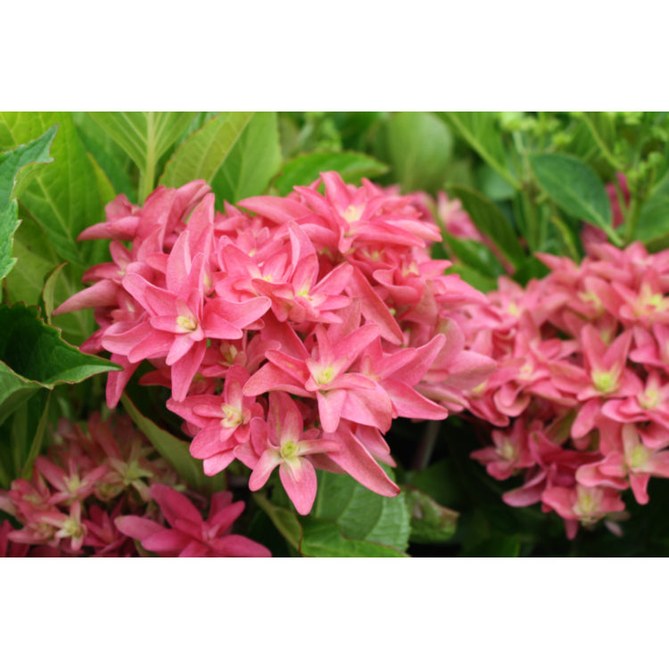Hydrangea Princess Diana 17cm