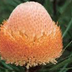 Banksia Prionotes Dwarf 180mm