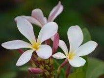 Pudica Pink 30lt