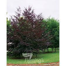 Fagus Sylvatica Purpurea Purple Beech