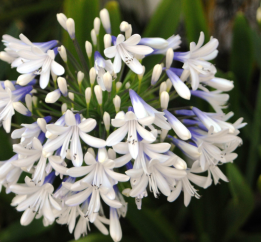 Agapanthus Queen Mum 140mm