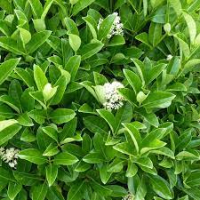 Viburnum Quick Fence 5lt