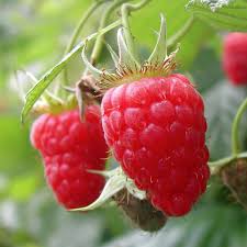 Raspberry Heritage 180ml