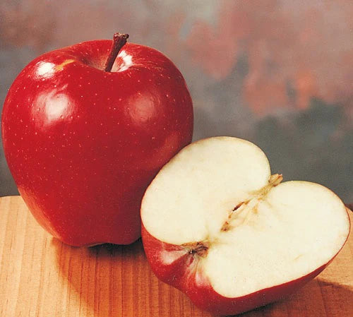 Red Delicious Super Dwarf 30lt