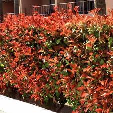 Photinia Red Fence 12lt