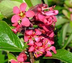 Escallonia Red Hedge 12lt