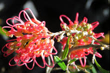 Grevillea Red Lantern 14cm