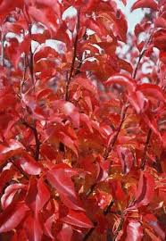 Pyrus Red Spire Ornamental Pear 50lt