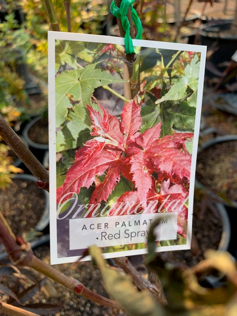 Acer Palmatum Red Spray 30lt