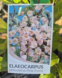 Elaeocarpus Reticulatis Pink 30lt