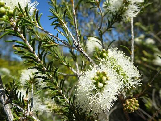 Melaleuca Rhaphiophylla 5lt