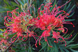 Grevillea Robyn Gordon 18cm