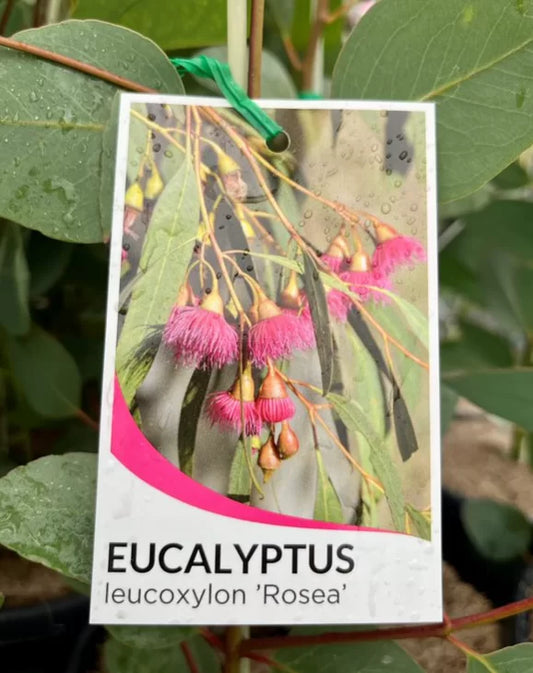 Eucalyptus Leucoxylon Rosea 200mm