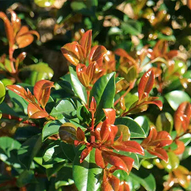 Lilly Pilly Resilience 175mm