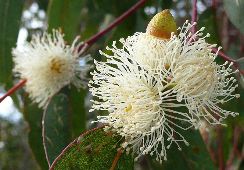 Eucalyptus Rudis 5lt
