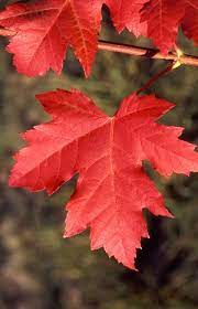 Acer Scarlet Sentinel 50lt