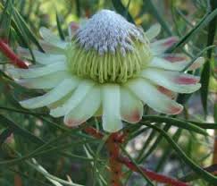 Protea Scolymocephala 140mm
