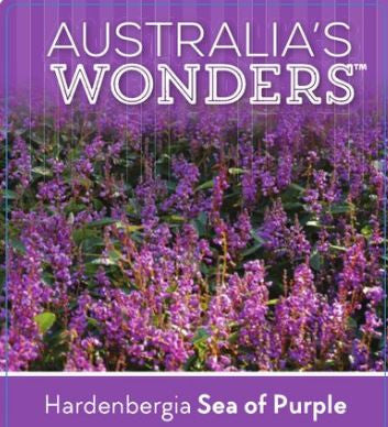 Hardenbergia Sea Of Purple 140mm