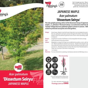 Acer Palmatum Dissectum Seiryu 30lt