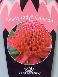 Telopea Shady Lady Crimson 175mm