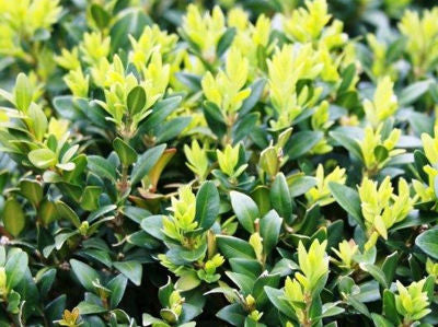 Buxus Bodinirii Shaggy Box 14cm
