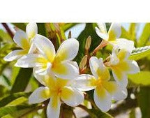 Shell White 14lt