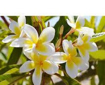 Shell White 50lt