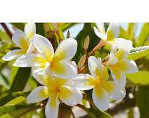 Shell White