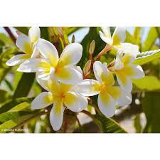 Shell White 18lt