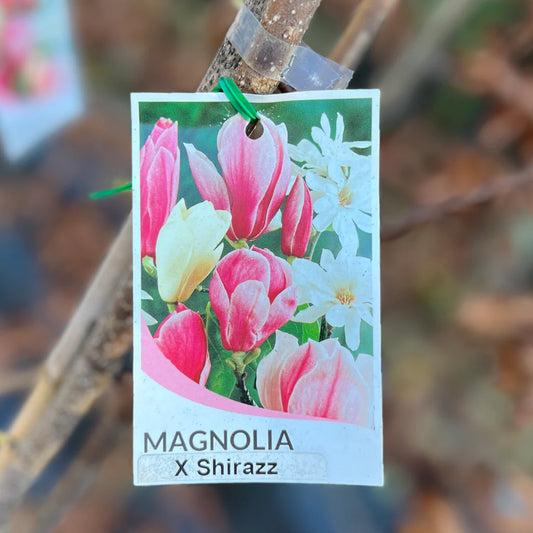 Magnolia Shirazz X 18lt