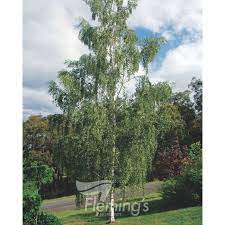 Silver Birch 50lt