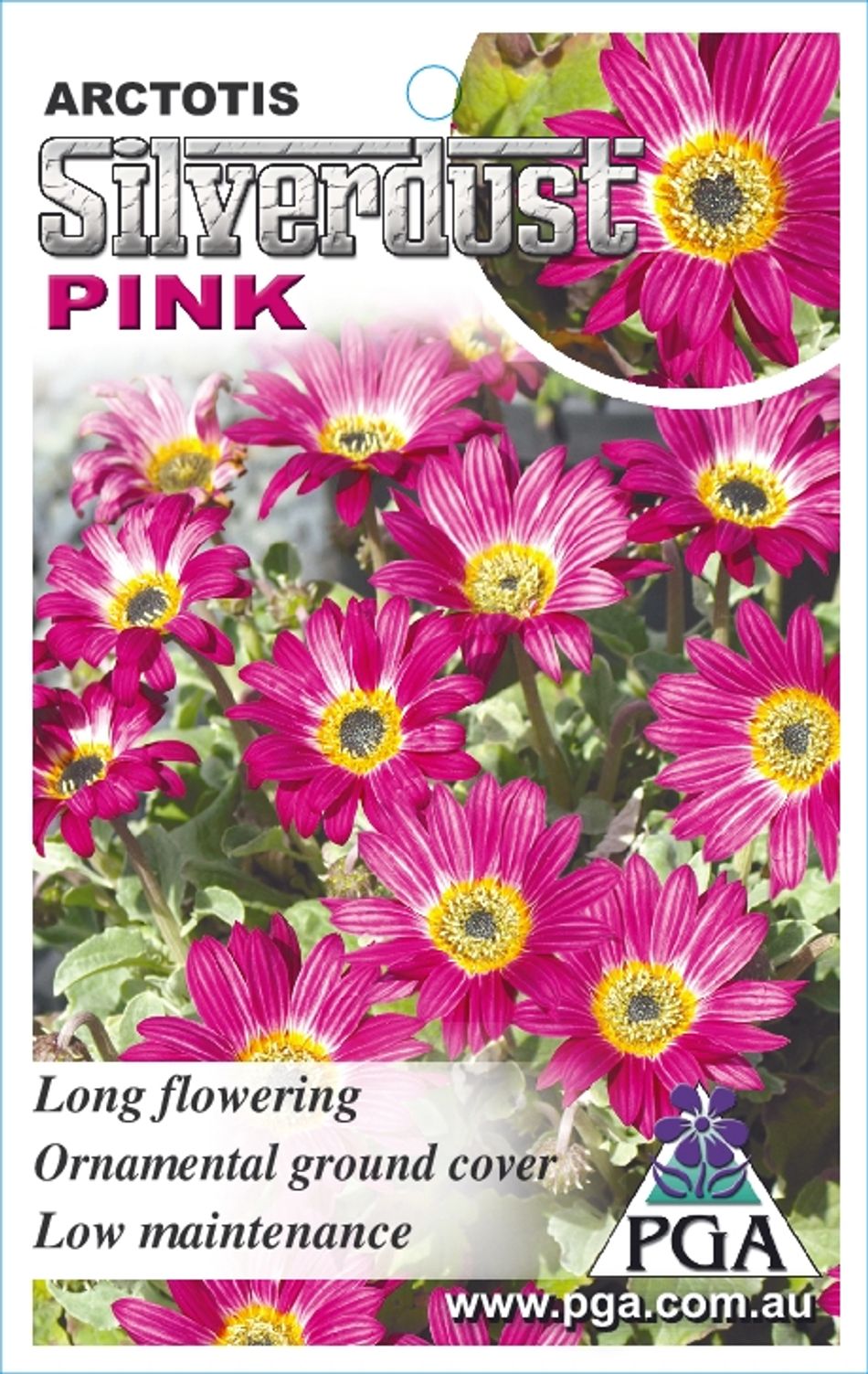 Arctotis Silverdust Pink 140mm