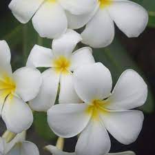 Singapore White 8lt