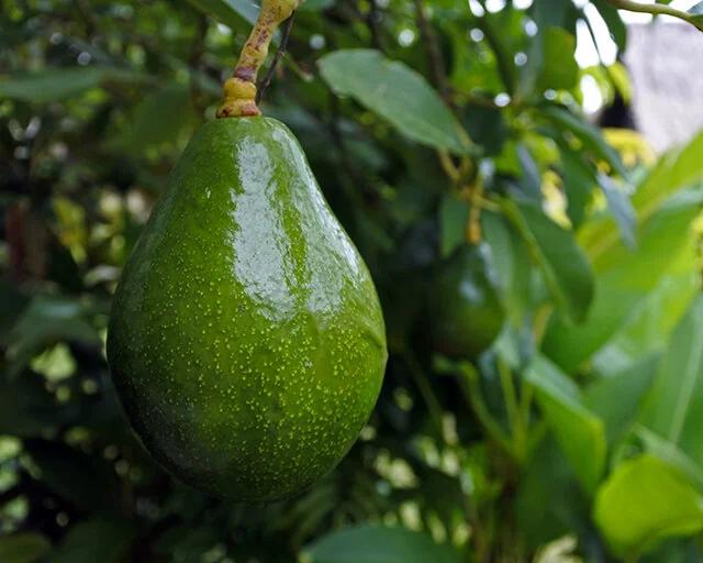 Avocado Sir Prize 18lt