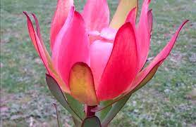 Leucadendron Sixteen Candles 8lt
