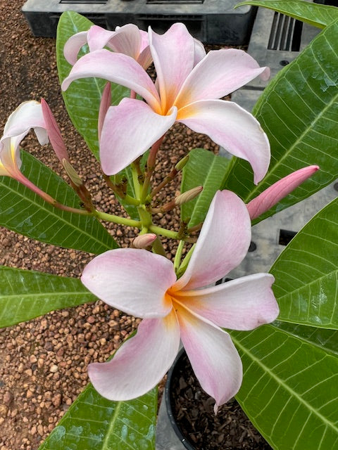 Slaughter Pink 18lt