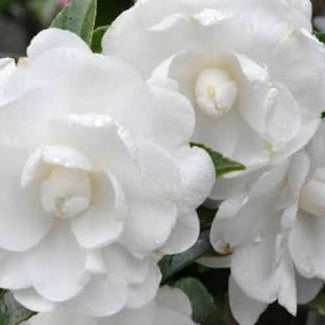 Camellia Slimline Avalanche 5lt