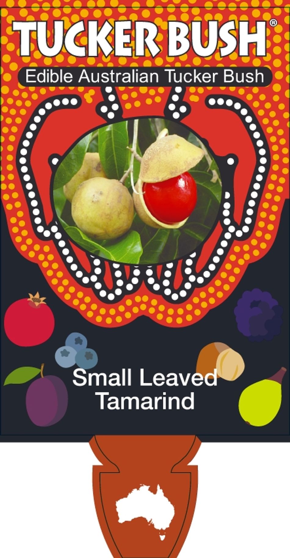 Diploglottis Small -leaf Tamarind 8lt