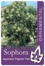 Sophora Japonica 18lt