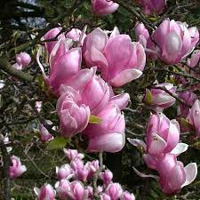 Magnolia Soulangeana 30lt