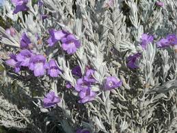 Eremophila Purple Carpet 14cm