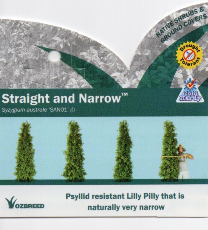 Syzygiam Straight And Narrow 5lt