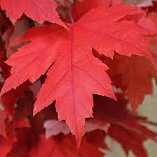 Acer Saccharum Sugar Maple 30lt