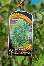Betula Nigra Summer Cascade River Birch 30lt