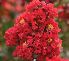 Lagerstroemia X Enduring Summer Red 18lt